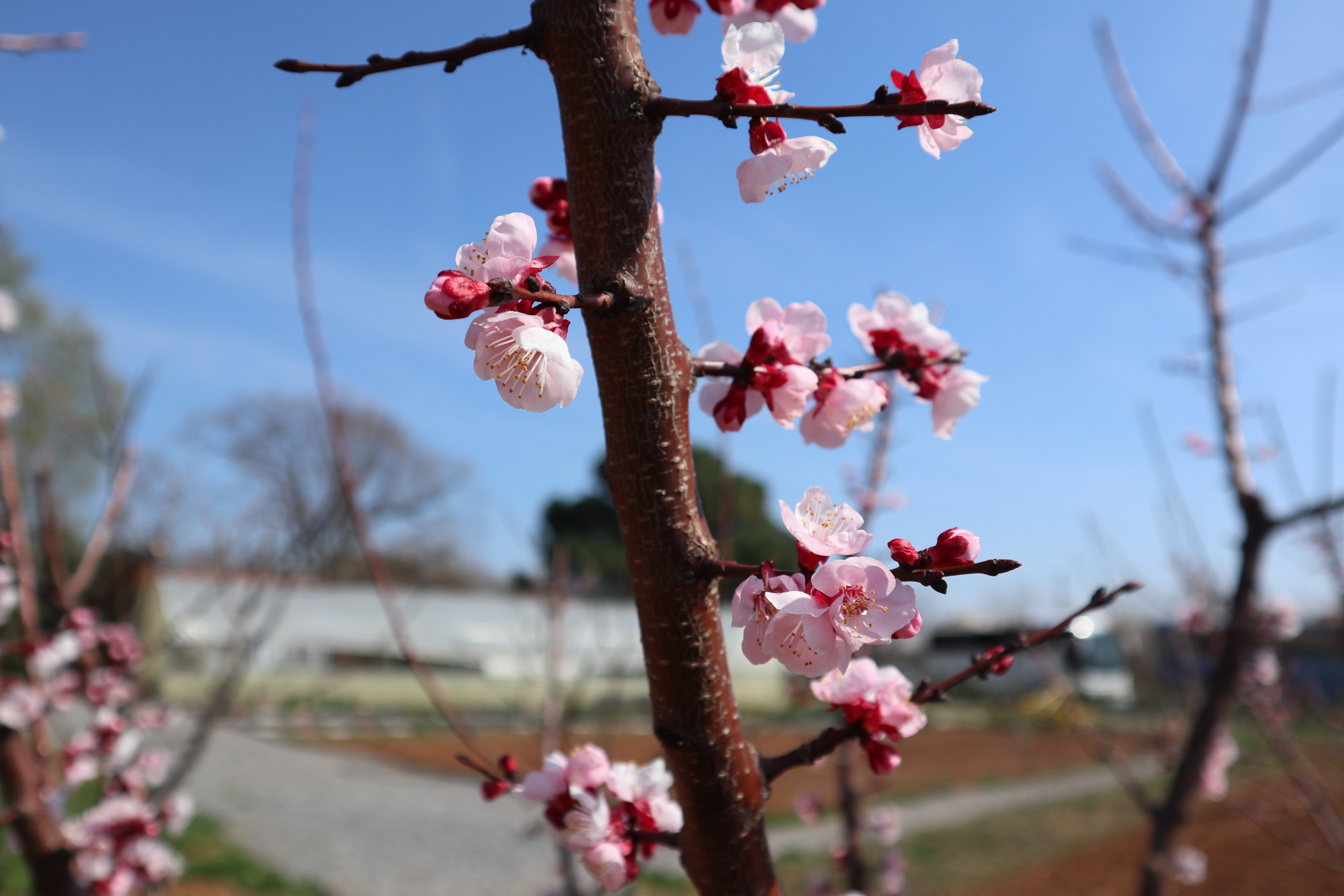 Εικόνα επιλογής